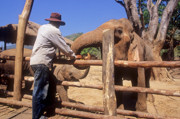 14 - Centre de réhabilitation pour éléphants à Chiang Mai